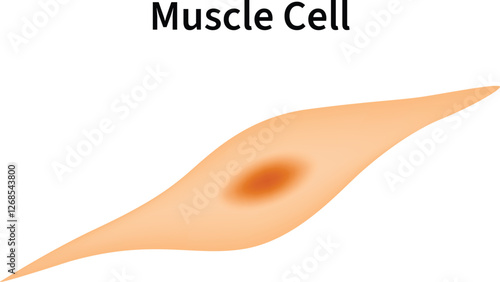 Muscle Cell Science Design Vector Illustration Diagram
