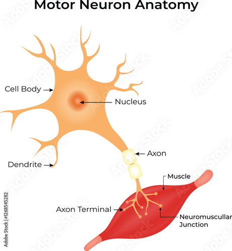 Motor Neuron Anatomy Science Design Vector Illustration Diagram