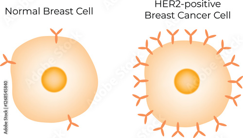 Normal Breast Cell and Breast Cancer Cell Science Design Vector Illustration Diagram