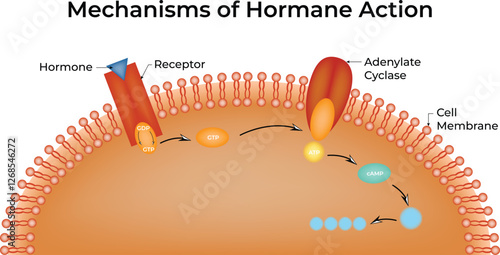 Mechanisms of Hormane Action Science Design Vector Illustration Diagram