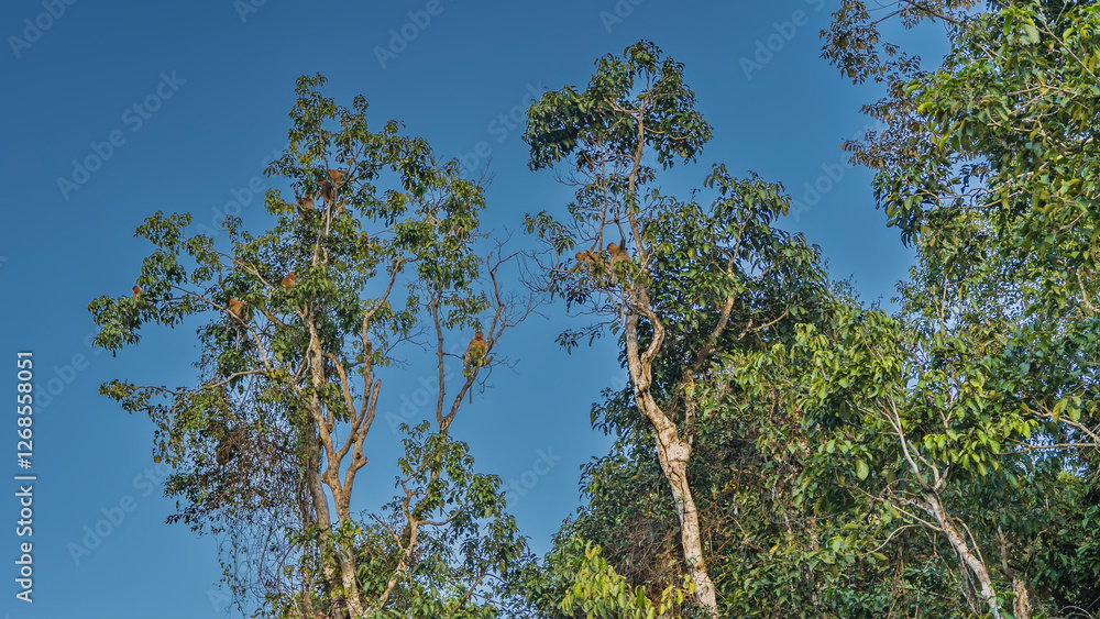 A group of long-nosed Proboscis monkeys settled on the branches of tall trees. Animals among the green foliage against the blue sky. Malaysia. Borneo. Kinabatangan Nature Reserve. A group of long-nosed Proboscis monkeys settled on the branches of tall trees. Animals among the green foliage against the blue sky. Malaysia. Borneo. Kinabatangan Nature Reserve.