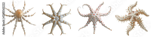 Delicate Brittle Stars in Watercolor Style with Minimal 3D Effect for Artistic Decor and Illustration Use photo