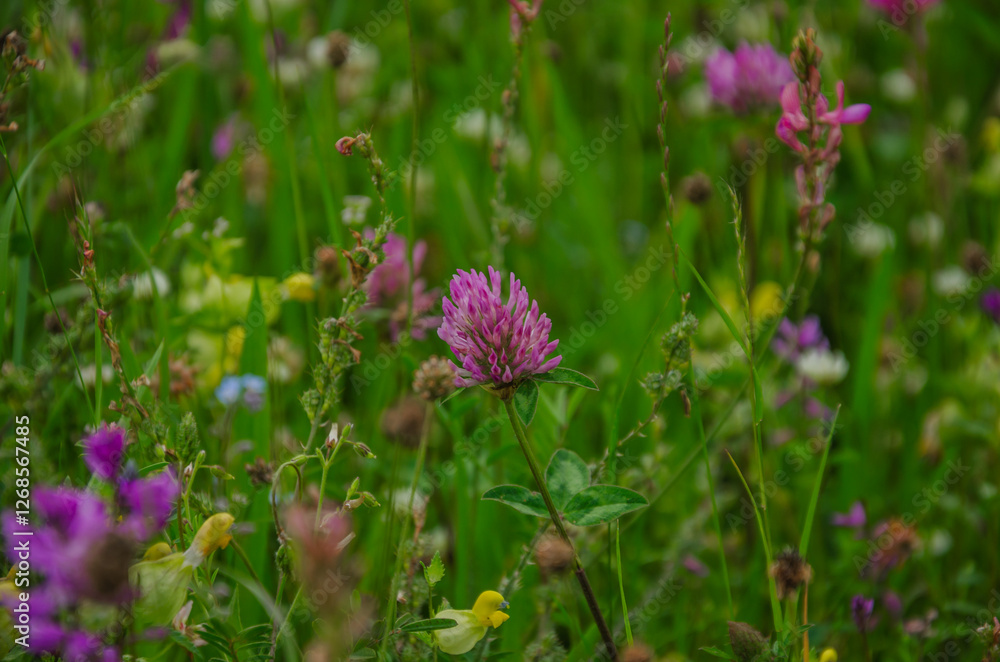 meadow field with blooming flowers background meadow field with blooming flowers background