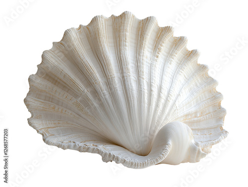 beautiful white seashell with intricate ridges and curves, perfect for coastal decor photo