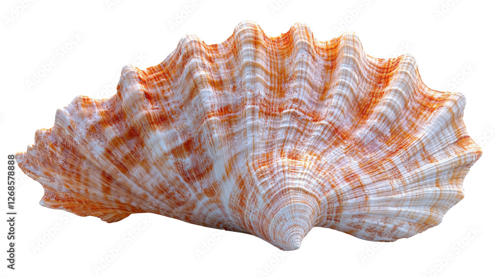 Beautiful seashell with intricate patterns and colors Beautiful seashell with intricate patterns and colors