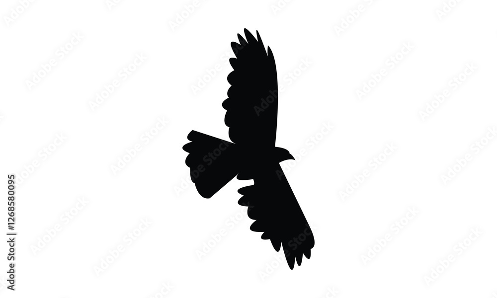 Fototapeta premium Flying African cuckoo hawk bird Silhouette Design And Vector Illustration. 