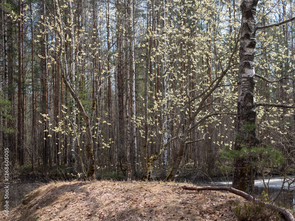blooming willows in spring forest blooming willows in spring forest