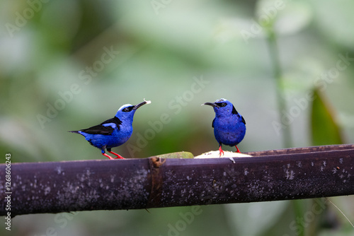 The red-legged honeycreeper, Cyanerpes cyaneus, is a small songbird, two birds photo