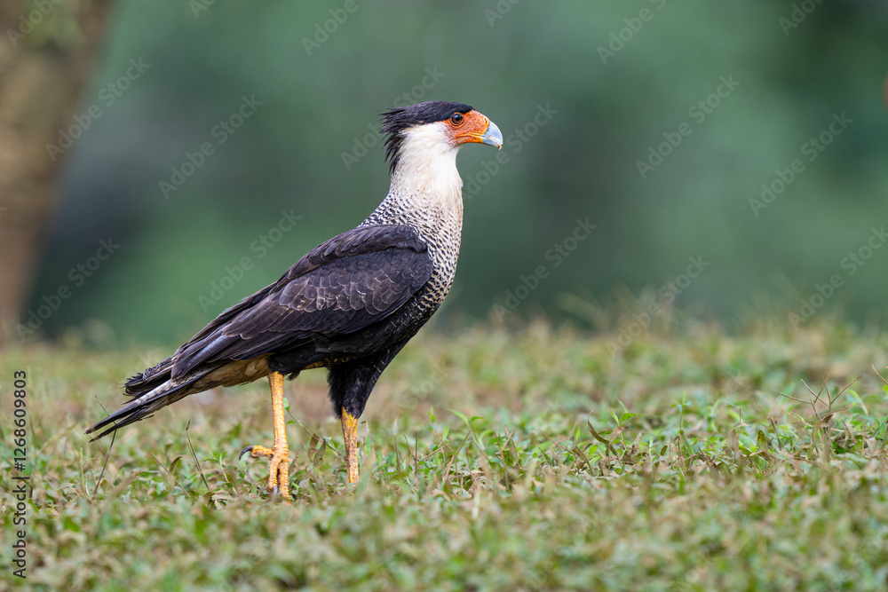 Fototapeta premium The crested caracara, Caracara plancus, also known as the Mexican eagle