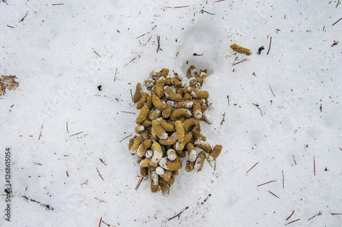 Canvas Print Southern Urals, hazel grouse droppings (Tetrastes bonasia) on snow in spring