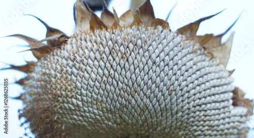 Obraz na plátně A large dried sunflower head