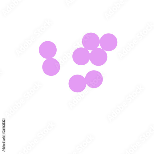 staphylococcus aureus bacteria