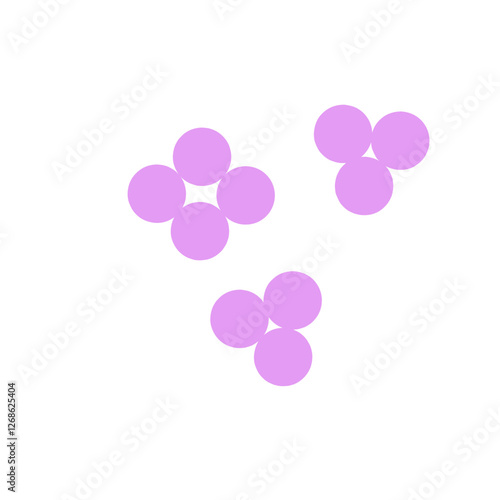 staphylococcus aureus bacteria