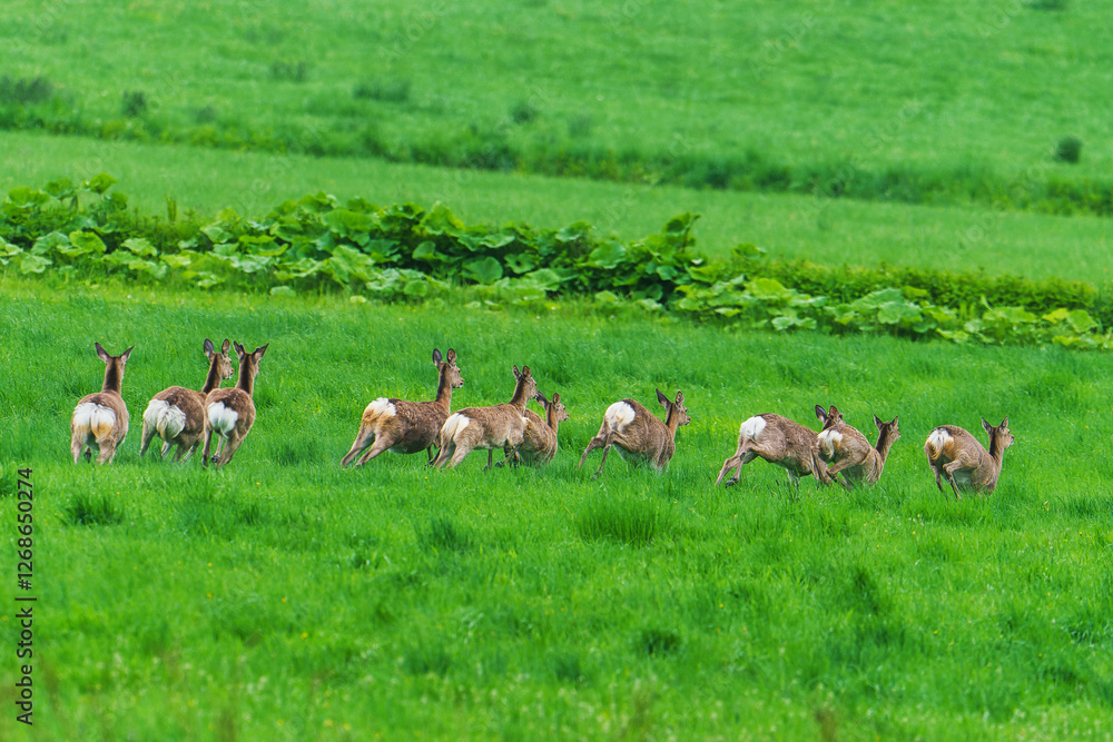 Obraz premium ダッシュ