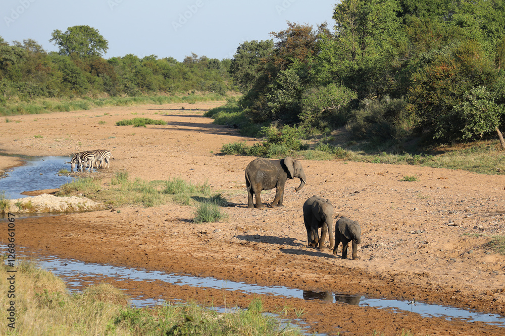 Obraz premium Afrikanischer Elefant und Steppenzebra im Tsendze River/ African elephant and Burchell's zebra in Tsendze River / Loxodonta africana et Equus quagga burchellii.