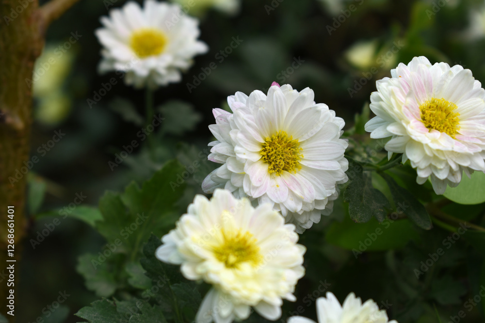 Beautiful white chrysanthemum flowers closeup in the winter garden, Closeup of Chrysanthemum flower, Field of the white Chrysanthemum, Beautiful white flower blooming in nature. Beautiful white chrysanthemum flowers closeup in the winter garden, Closeup of Chrysanthemum flower, Field of the white Chrysanthemum, Beautiful white flower blooming in nature.