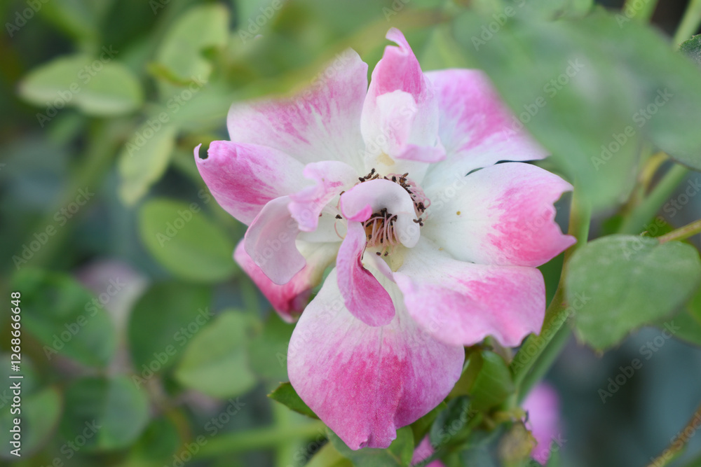 Beautiful pink white rose flower closeup in garden, A very beautiful pink white yellow rose flower bloomed on the rose tree, Rose flower closeup, bloom flowers, Natural spring flower floral background Beautiful pink white rose flower closeup in garden, A very beautiful pink white yellow rose flower bloomed on the rose tree, Rose flower closeup, bloom flowers, Natural spring flower floral background
