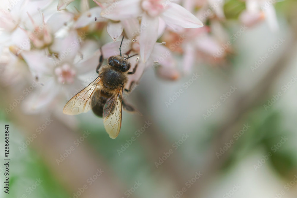close-up of a bee pollinating white flowers with out-of-focus background close-up of a bee pollinating white flowers with out-of-focus background