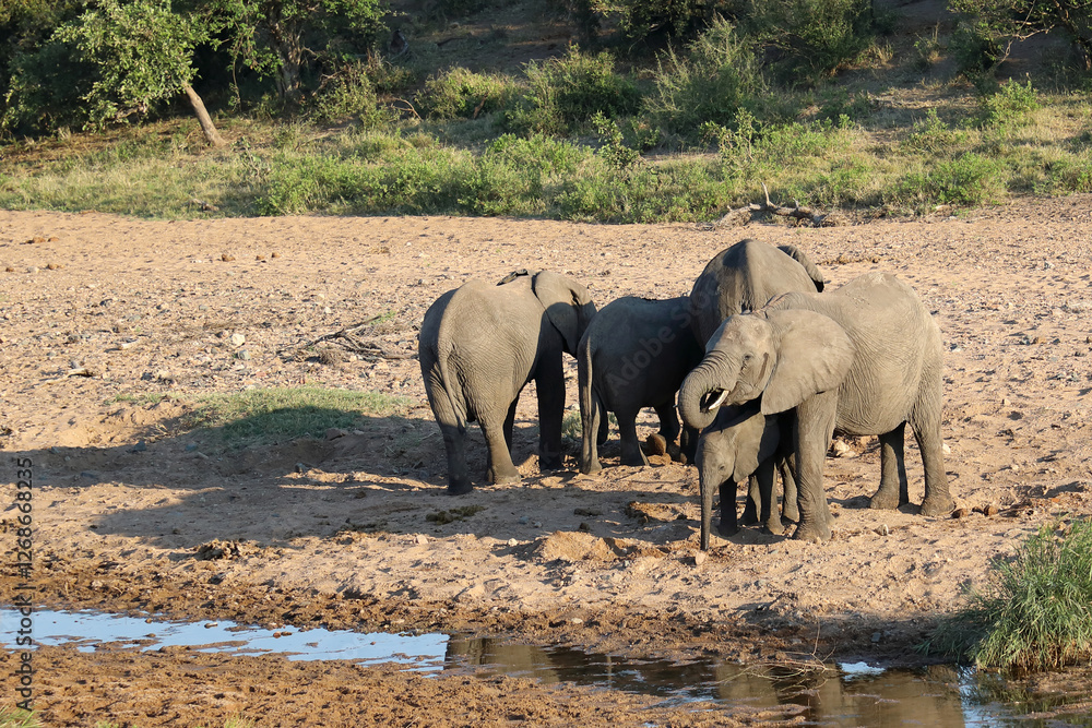 Obraz premium Afrikanischer Elefant im Tsendze River/ African elephant in Tsendze River / Loxodonta africana.