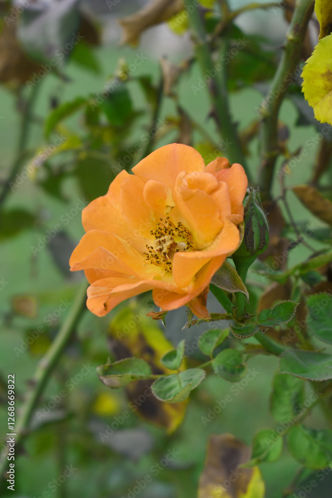 Beautiful orange rose flower closeup in garden, A very beautiful orange rose flower bloomed on the rose tree, Rose flower closeup, bloom flowers, Natural spring flower, Natural floral background, Beautiful orange rose flower closeup in garden, A very beautiful orange rose flower bloomed on the rose tree, Rose flower closeup, bloom flowers, Natural spring flower, Natural floral background,