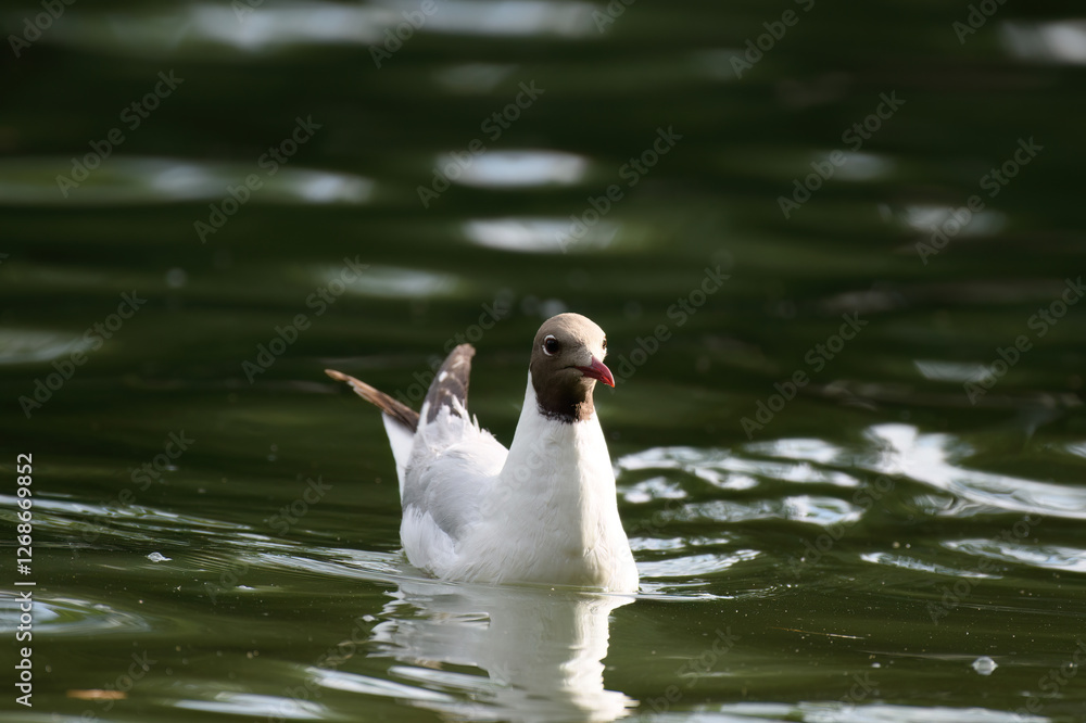 Fototapeta premium swan on the water