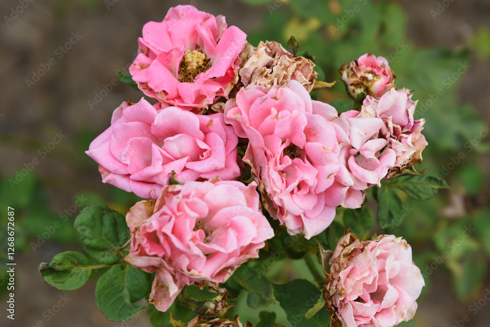 Beautiful pink rose flower closeup in garden, A very beautiful pink rose flower bloomed on the rose tree, Rose flower closeup, bloom flowers, Natural spring flower, Natural floral background, Beautiful pink rose flower closeup in garden, A very beautiful pink rose flower bloomed on the rose tree, Rose flower closeup, bloom flowers, Natural spring flower, Natural floral background,