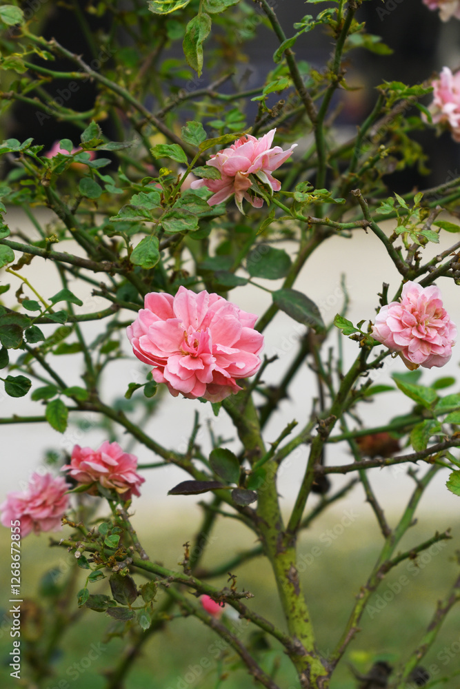 Fototapeta premium Beautiful pink rose flower closeup in garden, A very beautiful pink rose flower bloomed on the rose tree, Rose flower closeup, bloom flowers, Natural spring flower, Natural floral background, 