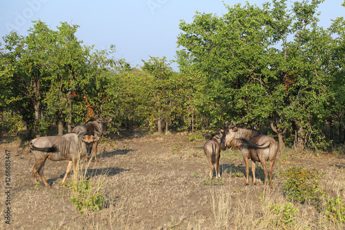 Streifengnu / Blue wildebeest / Connochaetes taurinus photo