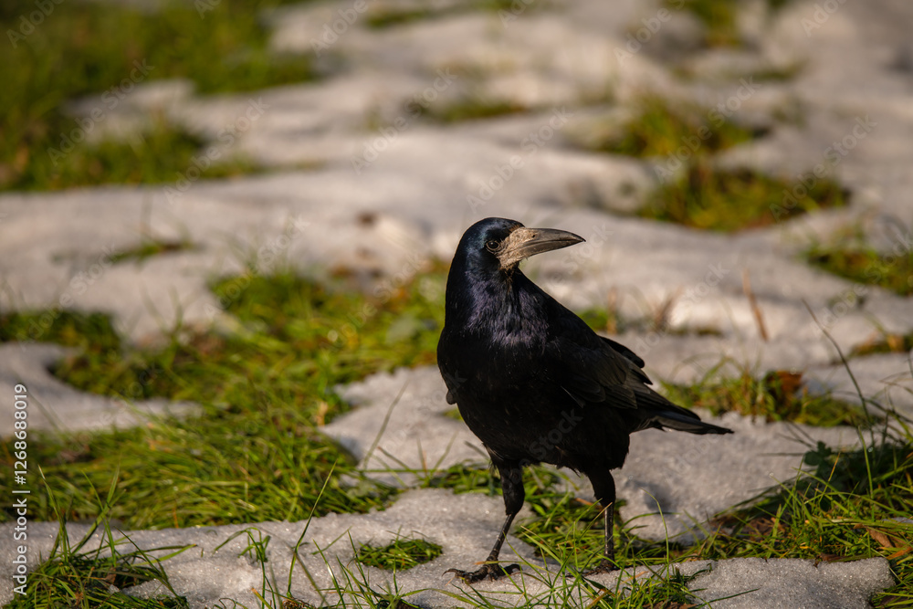 Fototapeta premium crow on the ground
