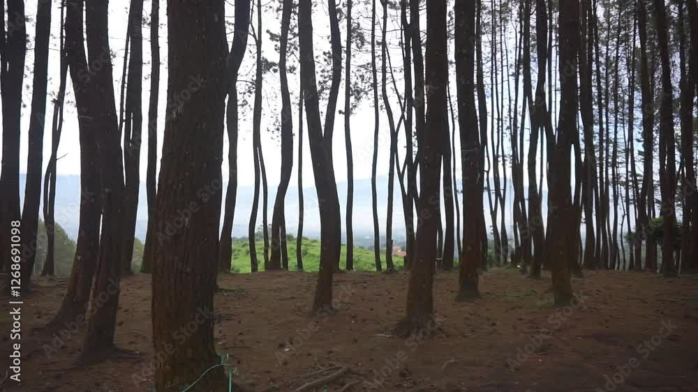 natural scenery in the forest camping big tall pine trees natural scenery in the forest camping big tall pine trees