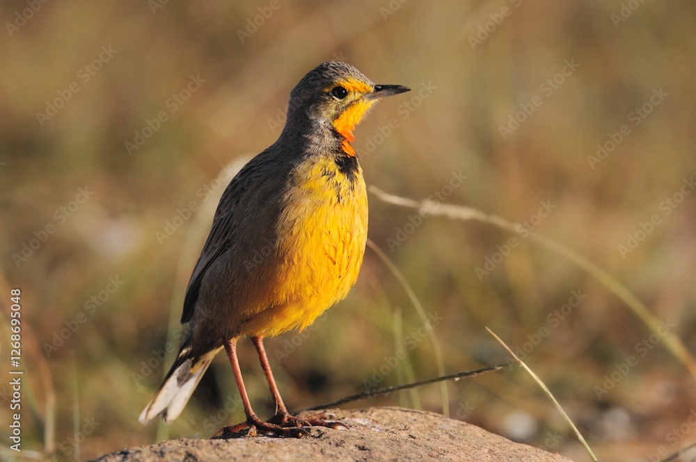 ORANGE THROATED LONGCLAW (aka Cape Longclaw) ORANGE THROATED LONGCLAW (aka Cape Longclaw)