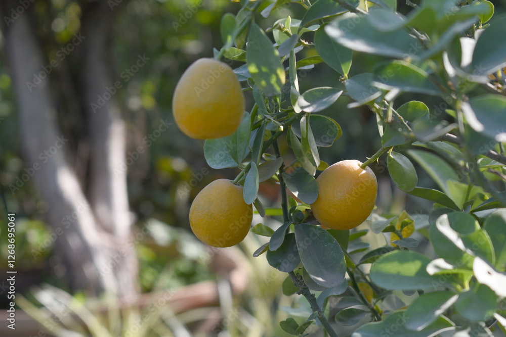 ripe small little oranges on tree in garden, close-up of a beautiful orange tree with green oranges, fruit hanging on a plant in garden, Close-up of small little ripe oranges hanging on a tree closeup ripe small little oranges on tree in garden, close-up of a beautiful orange tree with green oranges, fruit hanging on a plant in garden, Close-up of small little ripe oranges hanging on a tree closeup
