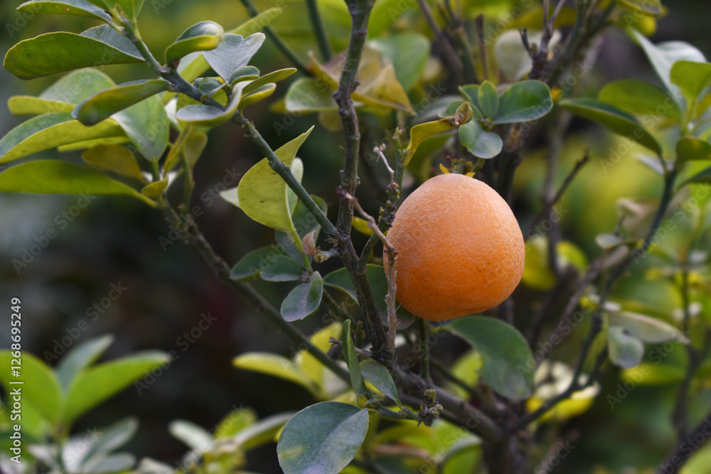 ripe small little oranges on tree in garden, close-up of a beautiful orange tree with green oranges, fruit hanging on a plant in garden, Close-up of small little ripe oranges hanging on a tree closeup ripe small little oranges on tree in garden, close-up of a beautiful orange tree with green oranges, fruit hanging on a plant in garden, Close-up of small little ripe oranges hanging on a tree closeup