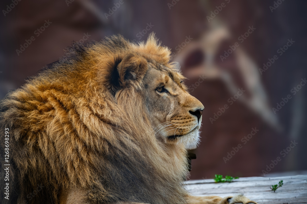 Naklejka premium portrait of a lion