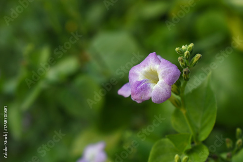 Asystasia gangetica or Chinese violet or Coromandel or Creeping foxglove flower, Light purple flower and buds of creeping foxglove. (Asystasia gangetica), Chinese violet's purple flower closeup photo