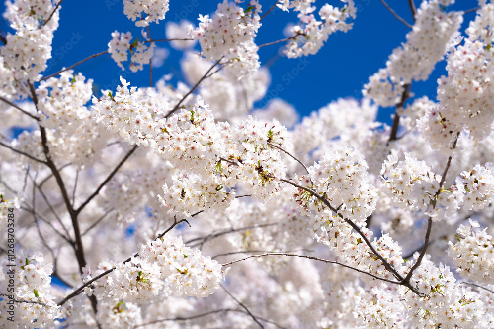 Pear blossom. Cherry tree blossom. White and pink plum tree blossoms in early spring, nature flowers background. Spring branch covered with white flowers. Blooming branch for spring design background. Pear blossom. Cherry tree blossom. White and pink plum tree blossoms in early spring, nature flowers background. Spring branch covered with white flowers. Blooming branch for spring design background.