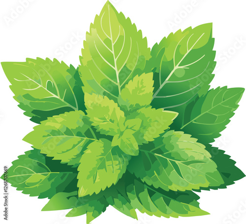 Lemon Balm isolated on a transparent or white background, vector illustration