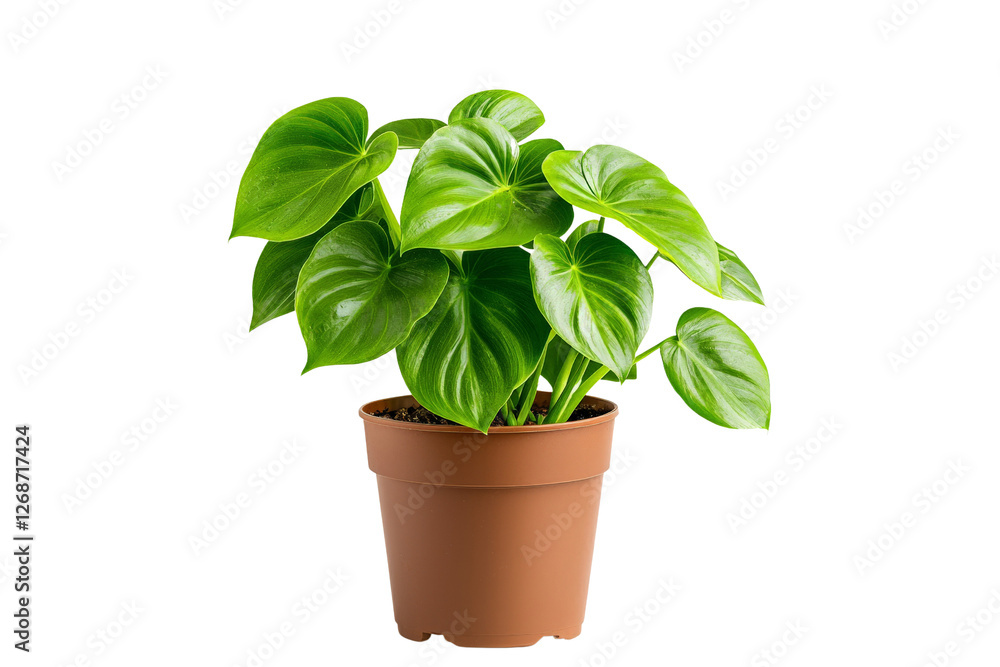 A potted philodendron with heart-shaped leaves, isolated on a transparent background, PNG file. A potted philodendron with heart-shaped leaves, isolated on a transparent background, PNG file.