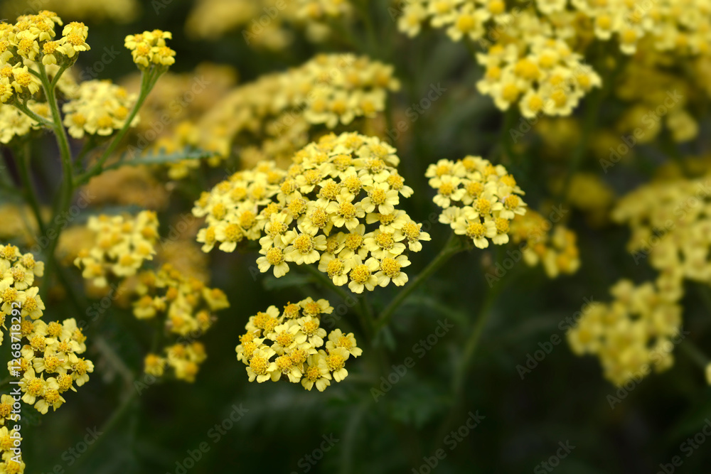 Milly Rock Yellow Terracotta Yarrow flowers Milly Rock Yellow Terracotta Yarrow flowers