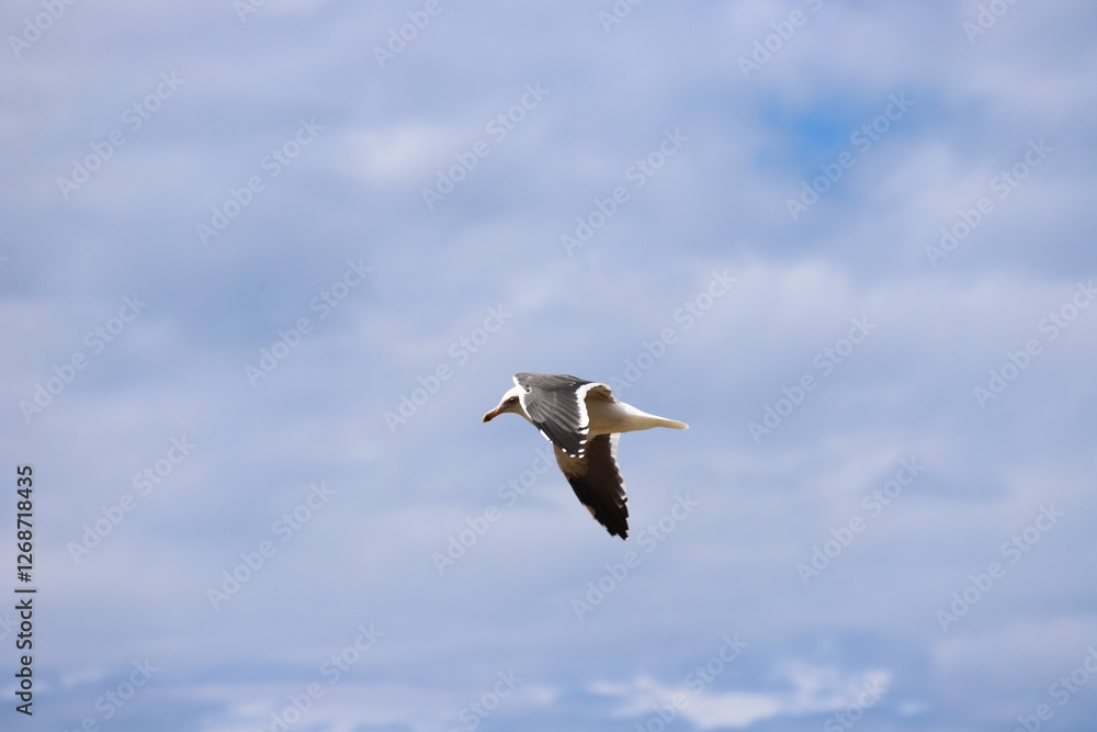 Obraz premium Seagull flapping wings