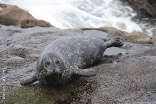 Cute seal on the rock photo