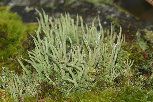 Closeup on a small common powderhorn cup lichen Cladonia coniocraea growing photo