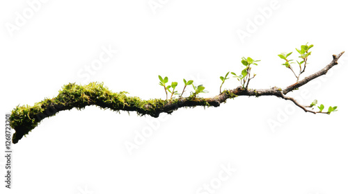 Branch covered in moss with small green leaves on transparent background