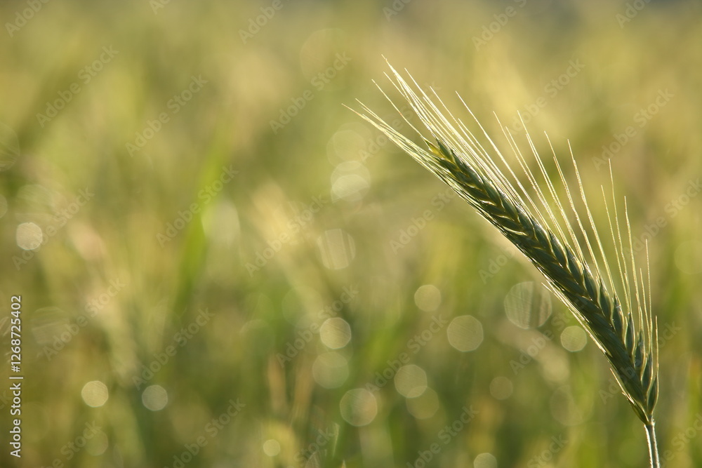 Fototapeta premium A Beautiful CloseUp of Wheat in a Lush Green Sunlit Field on a Bright Sunny Day