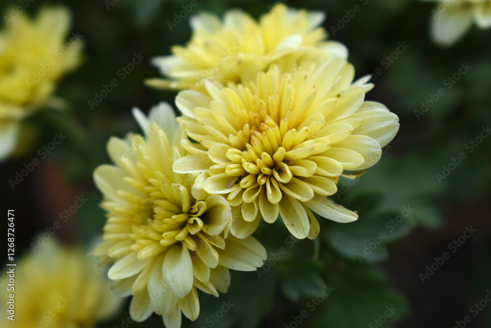 Beautiful Yellow chrysanthemum flowers closeup in the winter garden, Closeup of Chrysanthemum flower, Field of the Yellow Chrysanthemum, Beautiful Yellow flower blooming in nature. Beautiful Yellow chrysanthemum flowers closeup in the winter garden, Closeup of Chrysanthemum flower, Field of the Yellow Chrysanthemum, Beautiful Yellow flower blooming in nature.