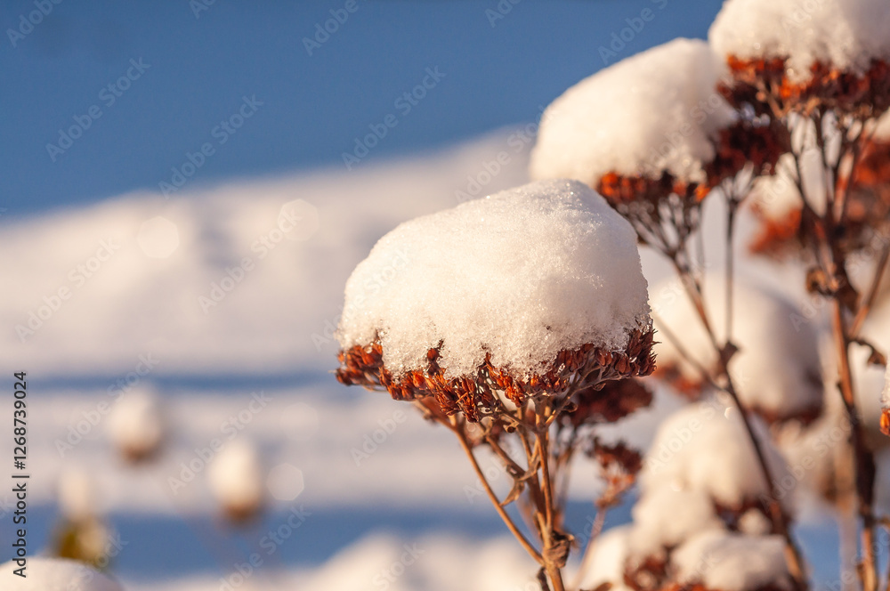 Snow blankets dry sedum flowers, creating a tranquil winter scene against a clear blue sky. Snow blankets dry sedum flowers, creating a tranquil winter scene against a clear blue sky.