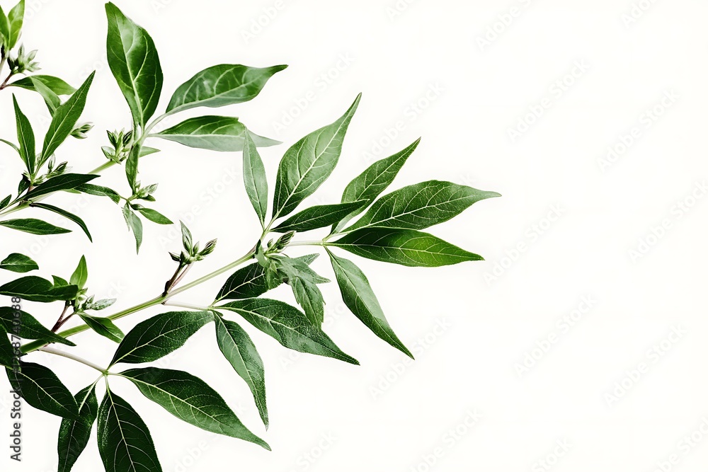 Cannabis plant with flowers on white background. Medicinal indica with CBD.