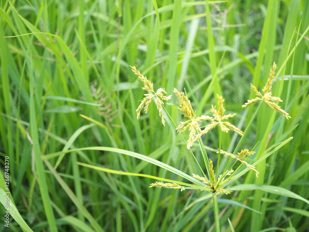 Umbrella sedge or grasshoppers cyperus is a weed in rice fields in Thailand. Umbrella sedge or grasshoppers cyperus is a weed in rice fields in Thailand.