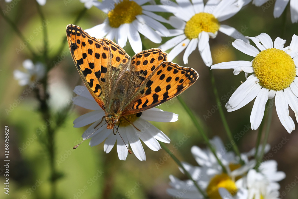 Obraz premium Queen of Spain fritillary, Issoria lathonia, butterfly from Finland