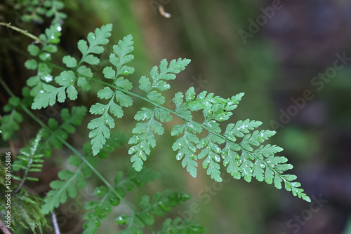 Cystopteris fragilis, known as brittle bladder-fern and common fragile fern, wild plant from Finland